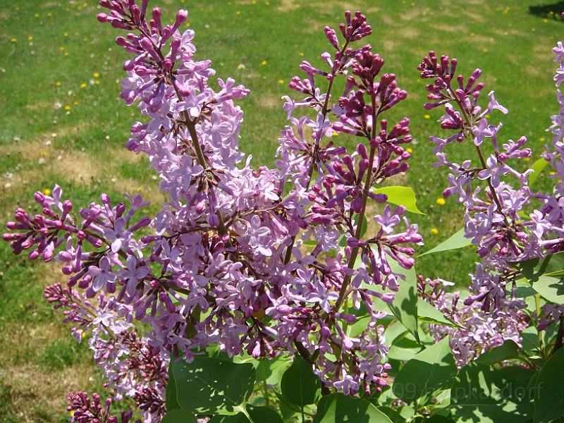 35 Nancy's Garden [2009 May 10].JPG - Nancy's Garden.
